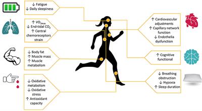 Obstructive Sleep Apnea Syndrome: The Effect of Acute and Chronic Responses of Exercise